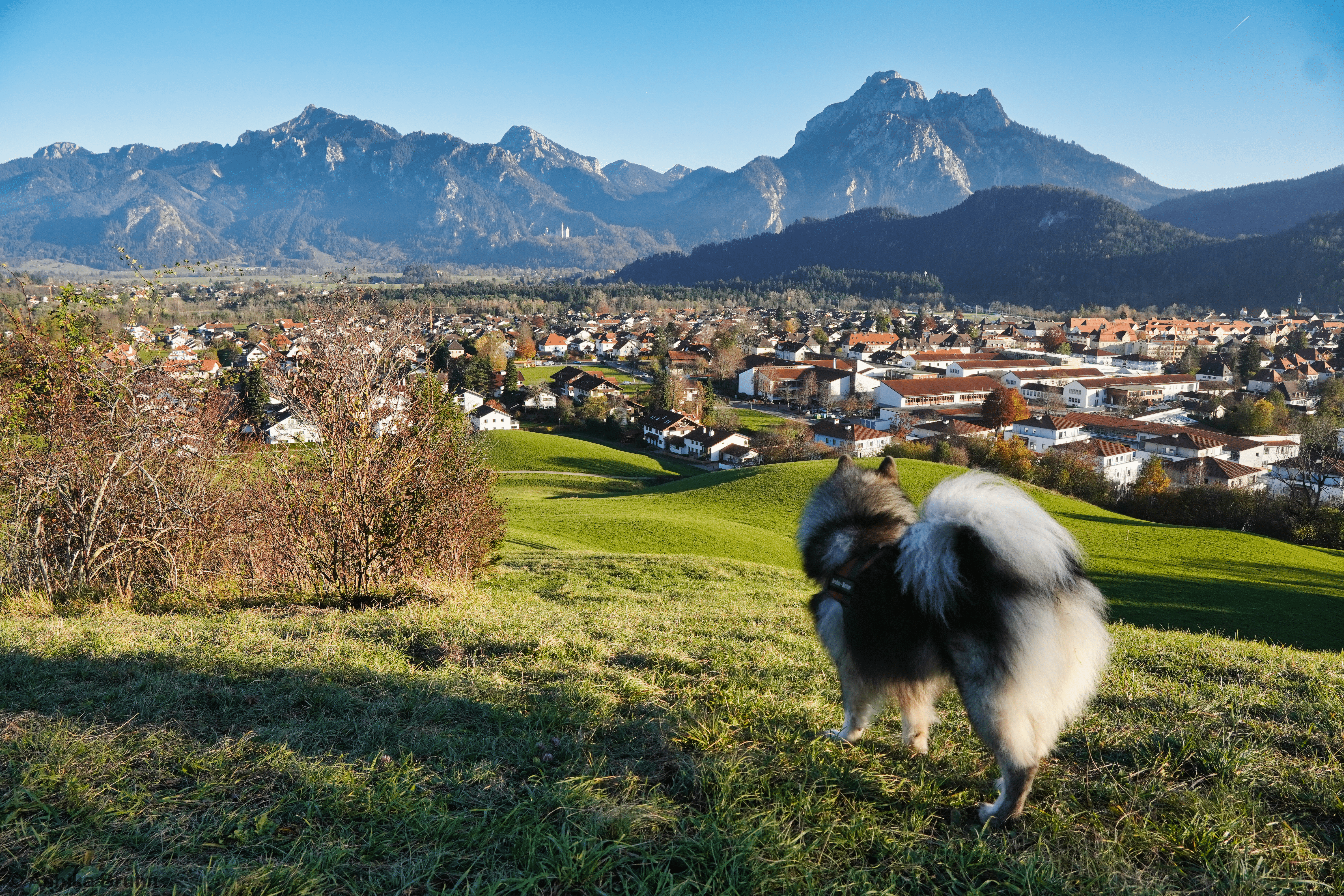 Vom Galgenbichel Blick auf das Schloss Neuschwanstein